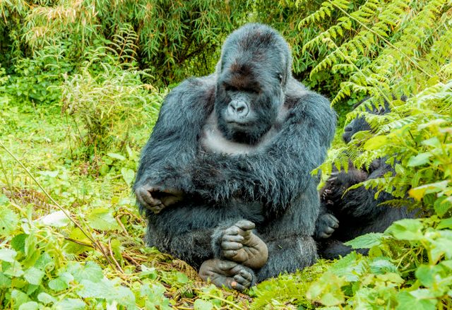 Classic Gorilla Trekking Safari